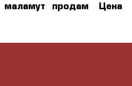 маламут  продам › Цена ­ 5 000 - Тульская обл., Донской г. Животные и растения » Собаки   